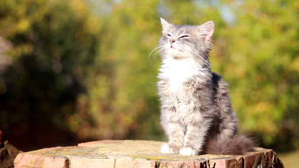 Cat on a Fence
   (Stock Footage) - Download Videohive 3250632