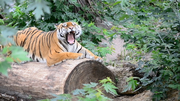 Tiger
   (Stock Footage) - Download Videohive 5015590